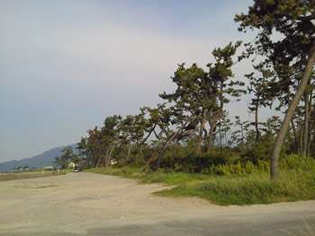 日吉津海岸の松並木