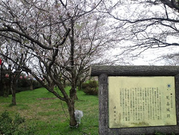 尾高城の桜1