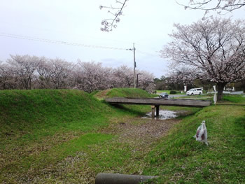 尾高城の桜2