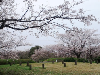 尾高城の桜3